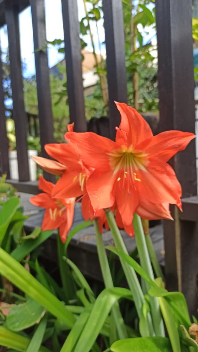 Hotel Natur Campeche - Foto 103